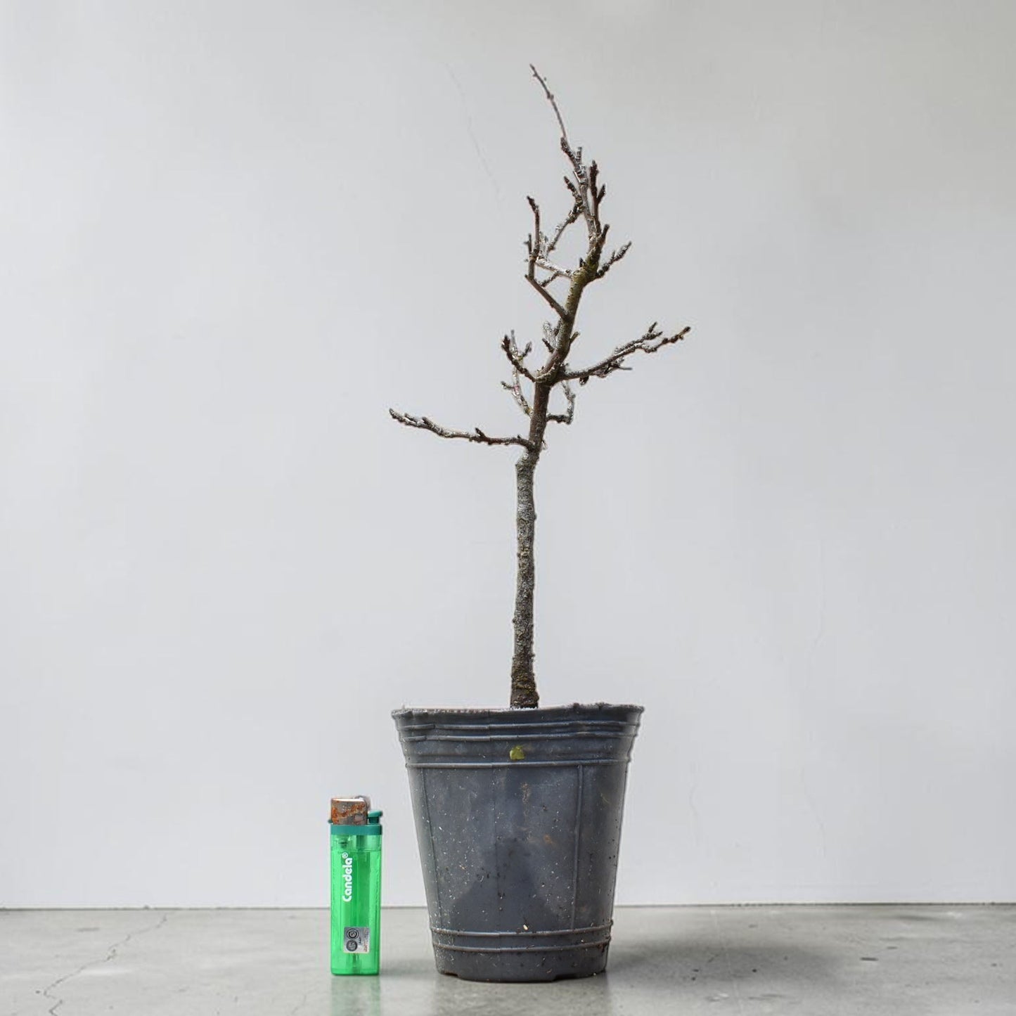 ENDRINO (Prunus Spinosa)