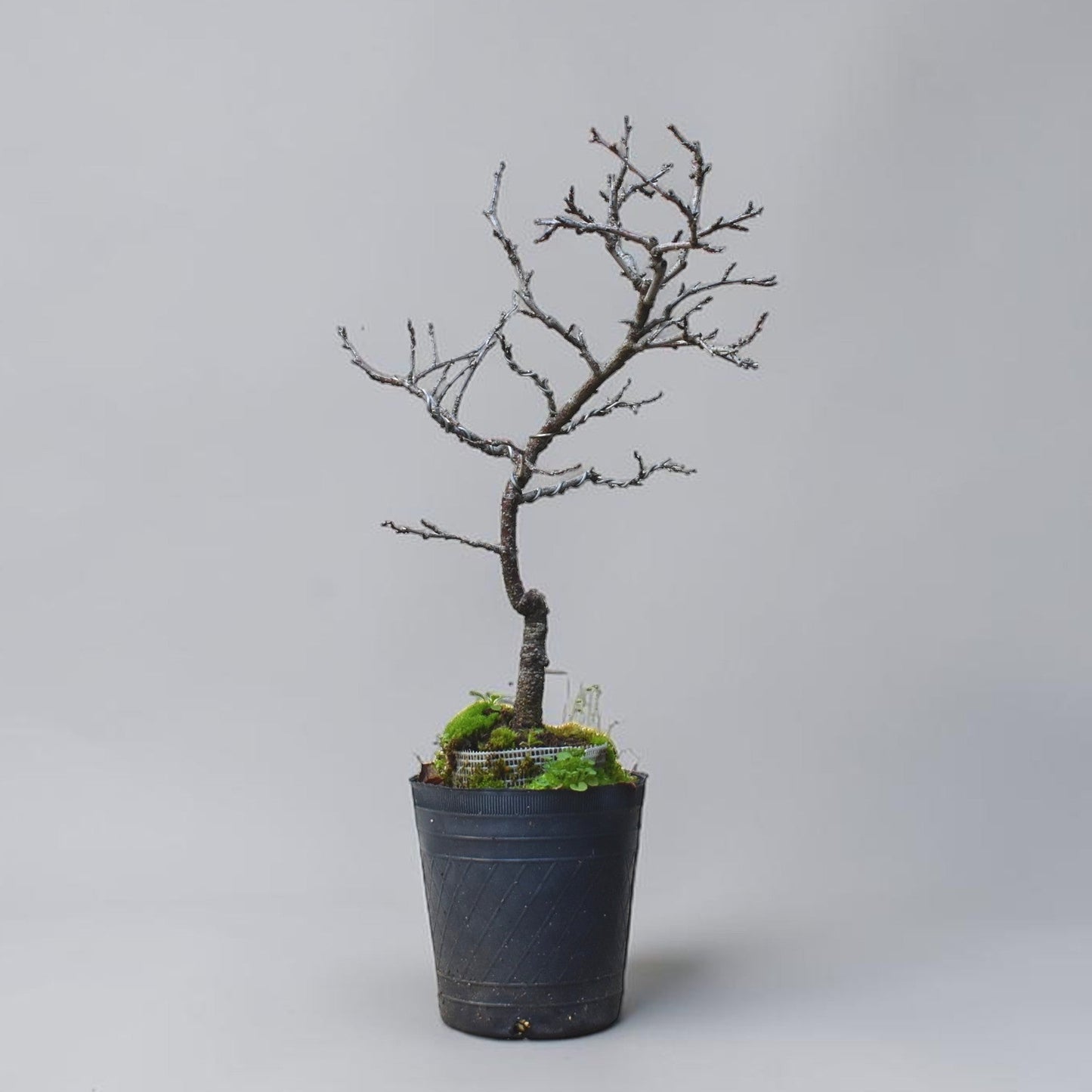ENDRINO (Prunus Spinosa)