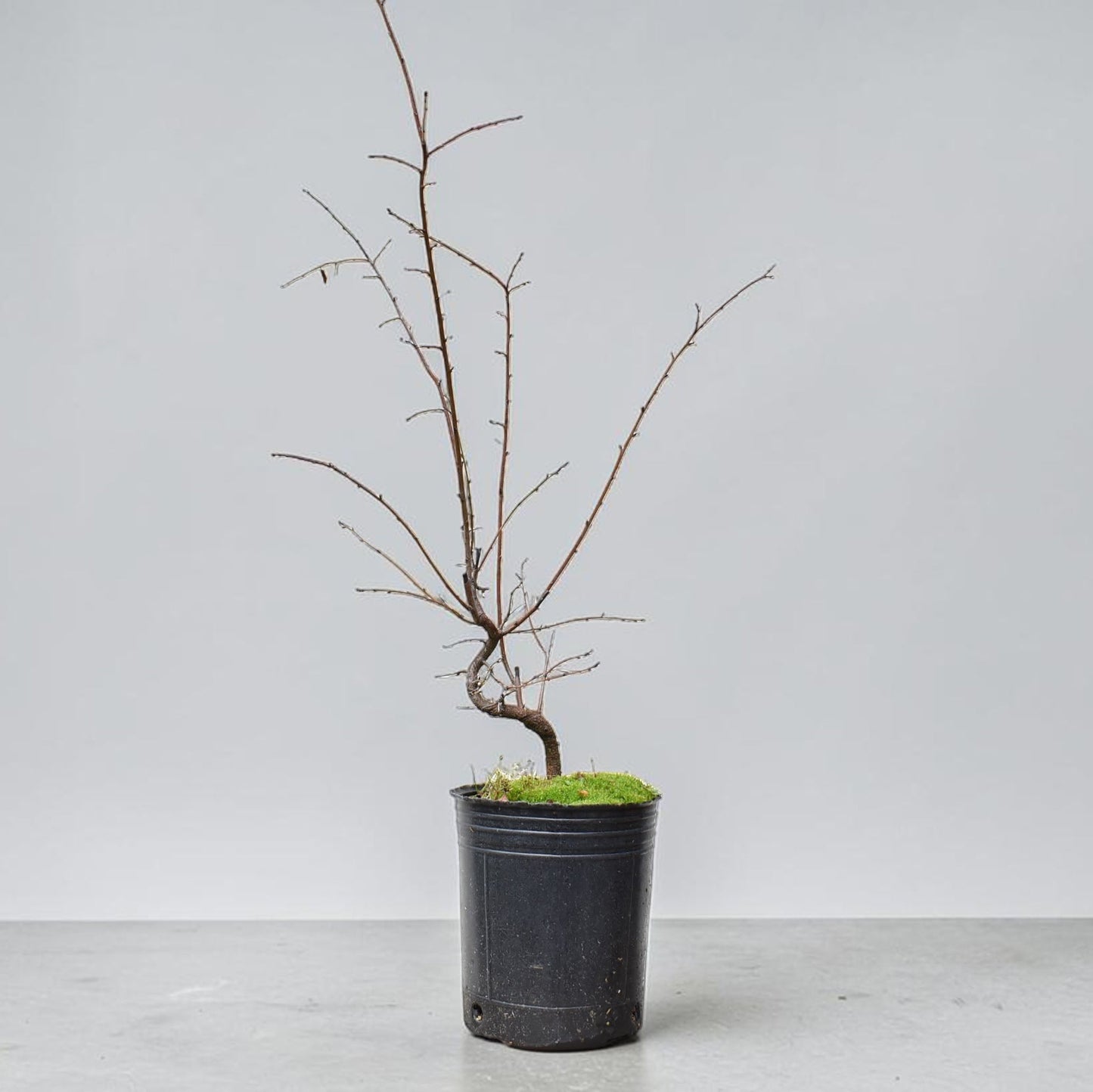 ENDRINO (Prunus Spinosa)